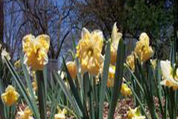 Narcissus \x27Mary Gay Lirette\x27