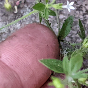 Allophyllum integrifolium