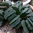 綠玉扇