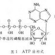 三磷酸腺甙