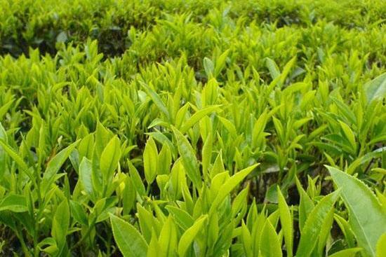 翠峰茗茶 翠峰茗茶