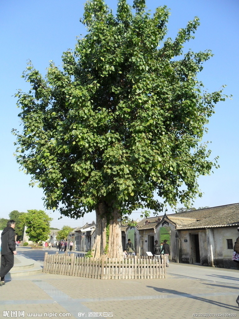 尼連禪河邊的菩提樹