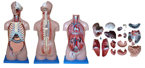 人體軀幹模型