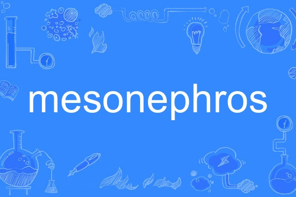 mesonephros mesonephros