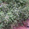 蠶繭草(蠶繭草) 蠶繭草(蠶繭草)