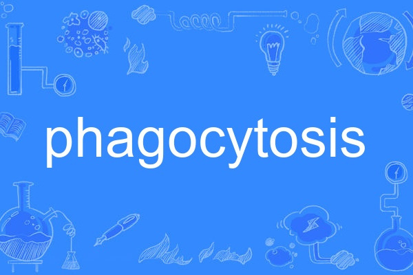 phagocytosis phagocytosis