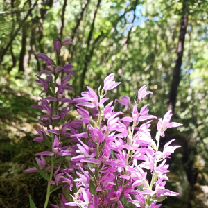 Cephalanthera kurdica