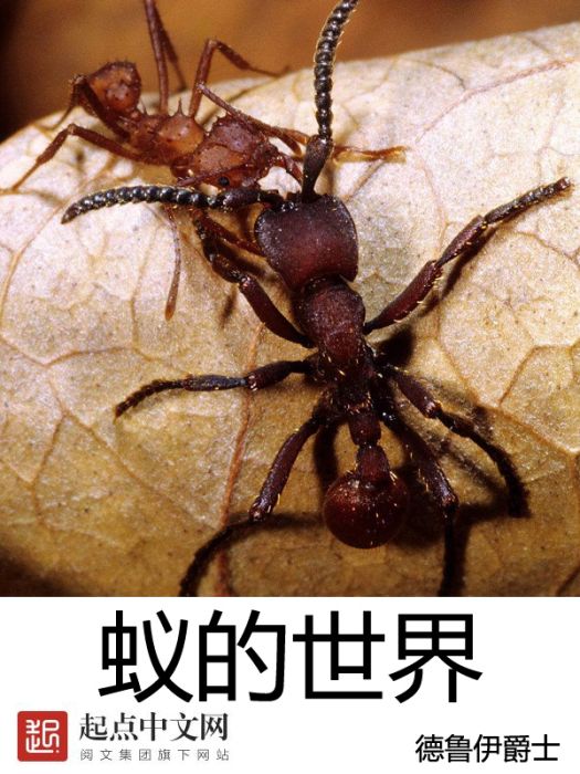 蟻的世界 蟻的世界