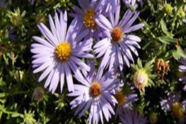 Symphyotrichum oblongifolium \x27October Skies\x27 Symphyotrichum oblongifolium \x27October Skies\x27