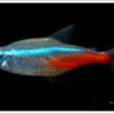 紅綠燈魚(紅綠燈(熱帶魚類名稱)) 紅綠燈魚(紅綠燈(熱帶魚類名稱))