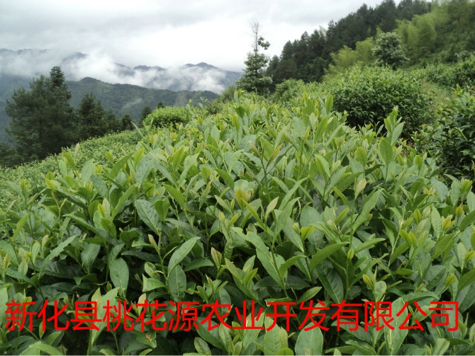湖南省新化縣蒙洱茶業有限公司