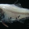 高體電燈魚 高體電燈魚