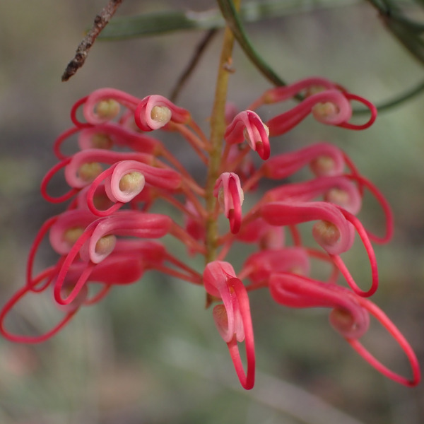 Grevillea pinaster