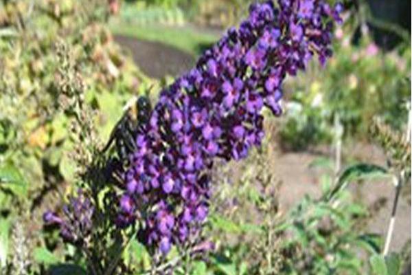 Buddleja davidii \x27PIIBD-III\x27 FIRST EDITIONS PSYCHEDELIC SKY Buddleja davidii \x27PIIBD-III\x27 FIRST EDITIONS PSYCHEDELIC SKY