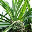 假鳳梨(露兜樹目露兜樹科植物) 假鳳梨(露兜樹目露兜樹科植物)