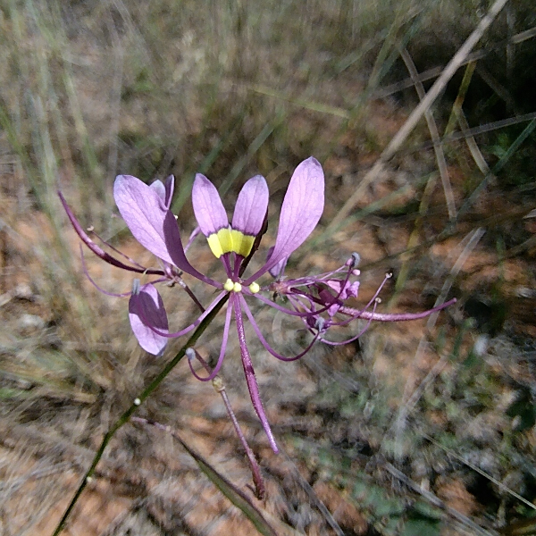 Cleome maculata