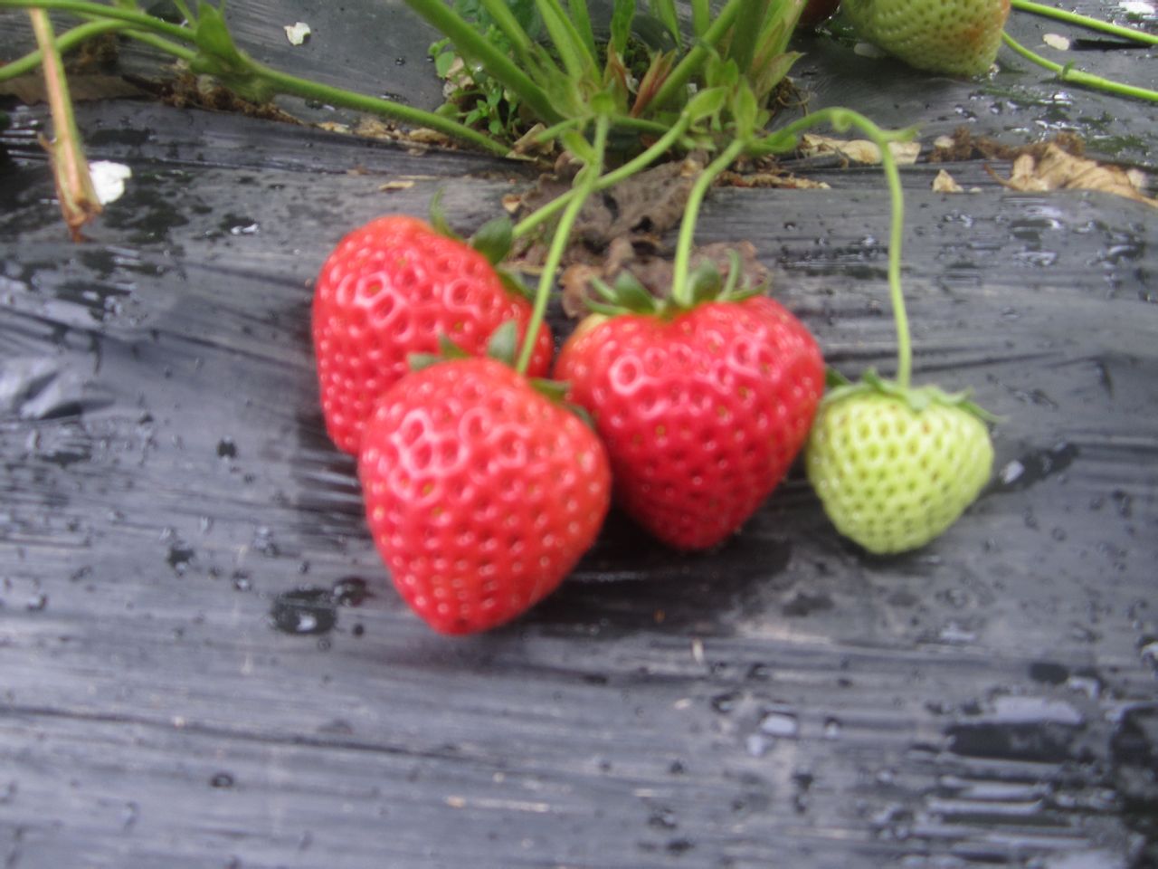 九池草莓