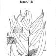 紫柄鳳丫蕨 紫柄鳳丫蕨