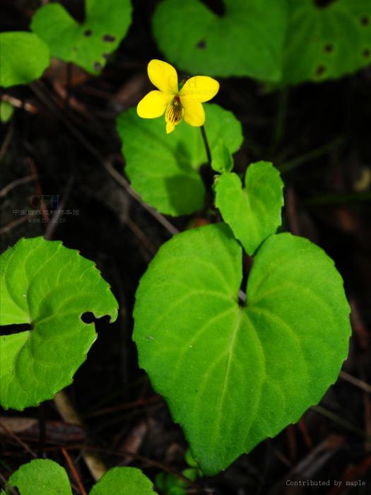 四川堇菜(米林堇菜) 四川堇菜(米林堇菜)