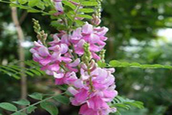 Indigofera tinctoria Indigofera tinctoria
