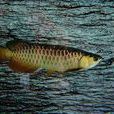鶴魚 鶴魚