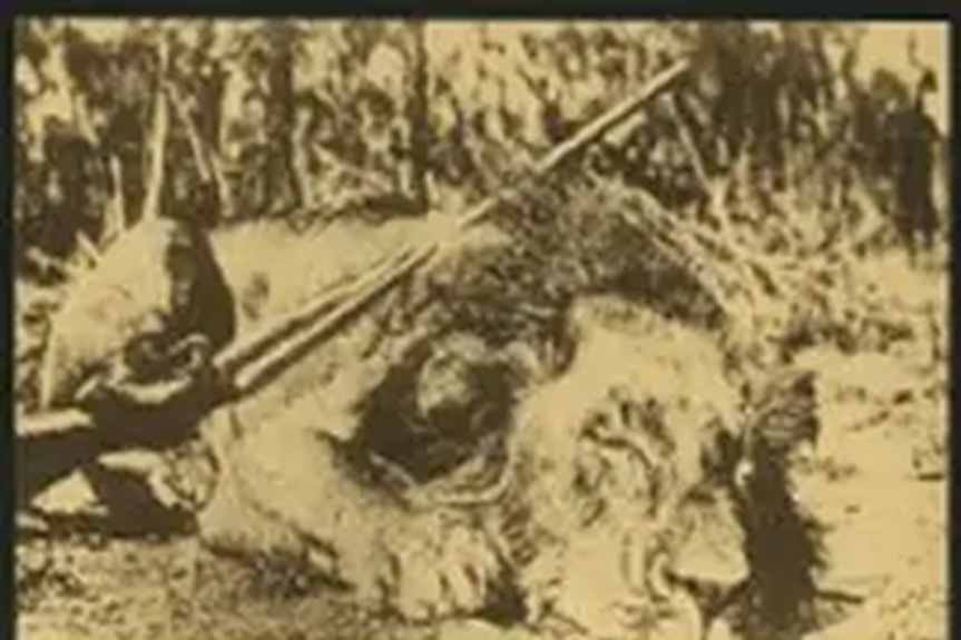獵獅(丹麥1907年的短片) 獵獅(丹麥1907年的短片)