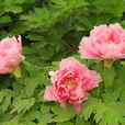 芍藥屬