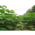 栗盤村(河南省嵩縣木植街鄉下轄村) 栗盤村(河南省嵩縣木植街鄉下轄村)