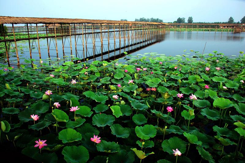 洪湖生態旅遊風景區