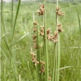茸球藨草 茸球藨草