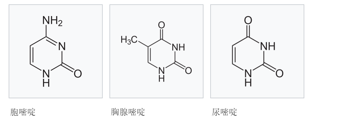 三種嘧啶鹼基結構式