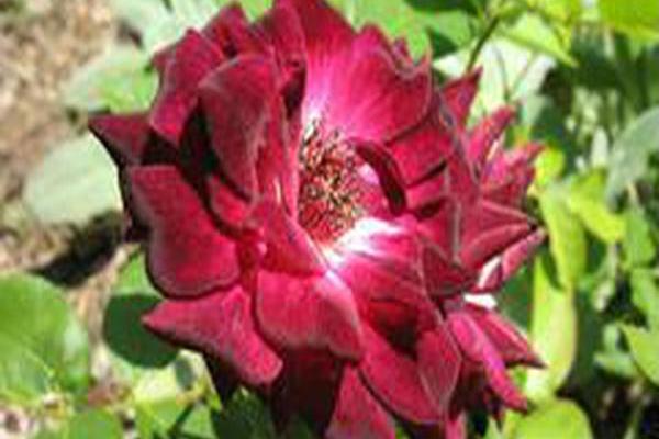 Rosa \x27Prose\x27 BURGUNDY ICEBERG