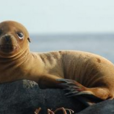 海獅亞科 海獅亞科
