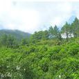香蜜山 香蜜山