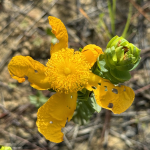 Hypericum styphelioides