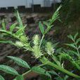 刺果甘草 刺果甘草