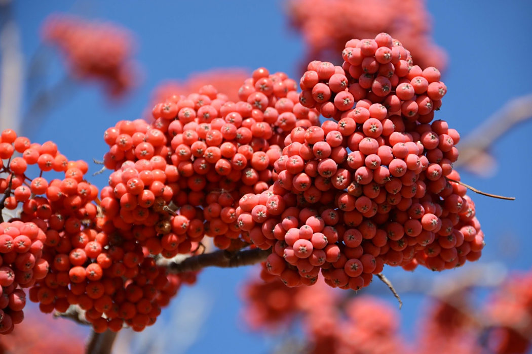 變紅花楸 變紅花楸