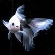 葡萄眼(觀賞魚)