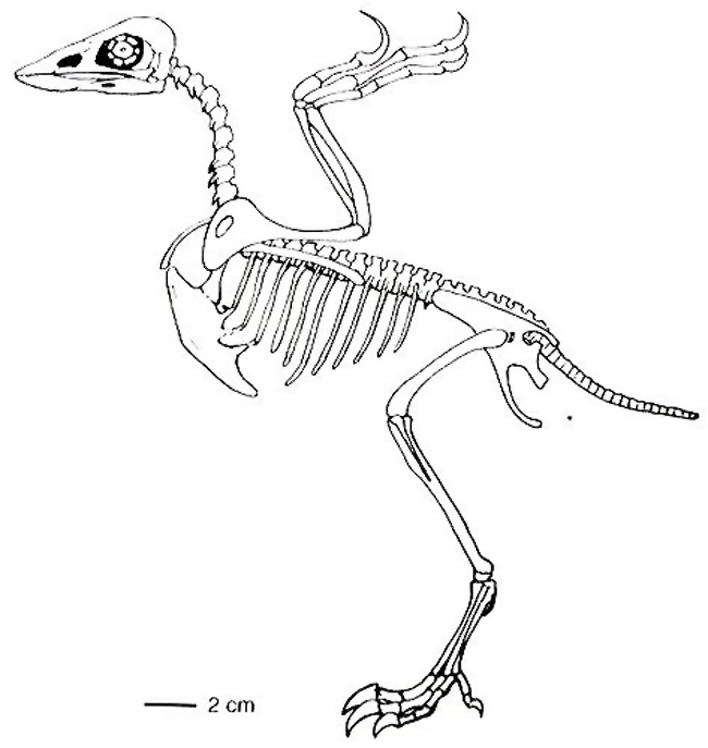 圖片2·川州孔子鳥骨骼圖