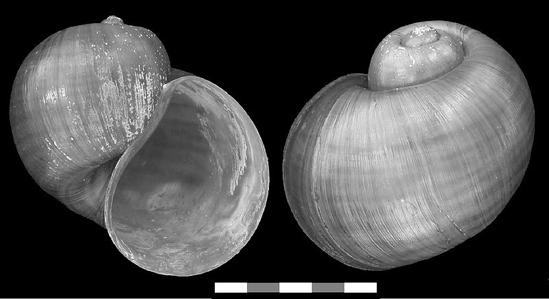 Pomacea insularum的殼