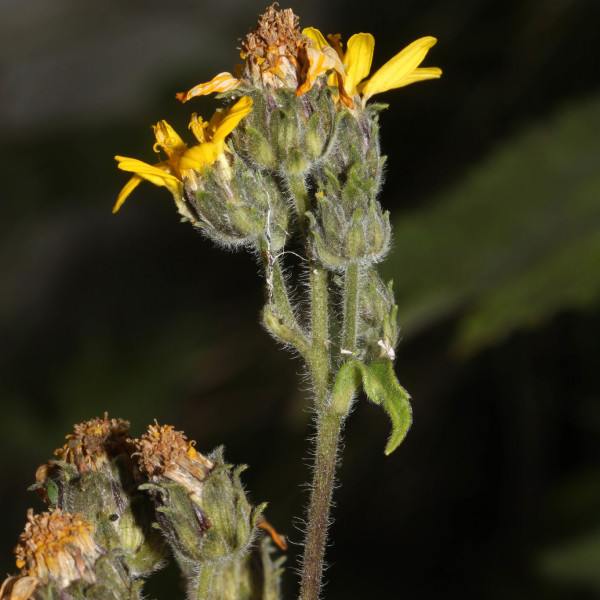 Simsia fruticulosa