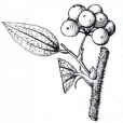粗糙菝葜 粗糙菝葜