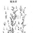 糙臭草 糙臭草