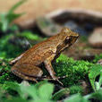角蟾 角蟾
