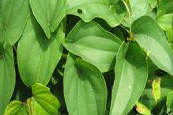 Dioscorea alata