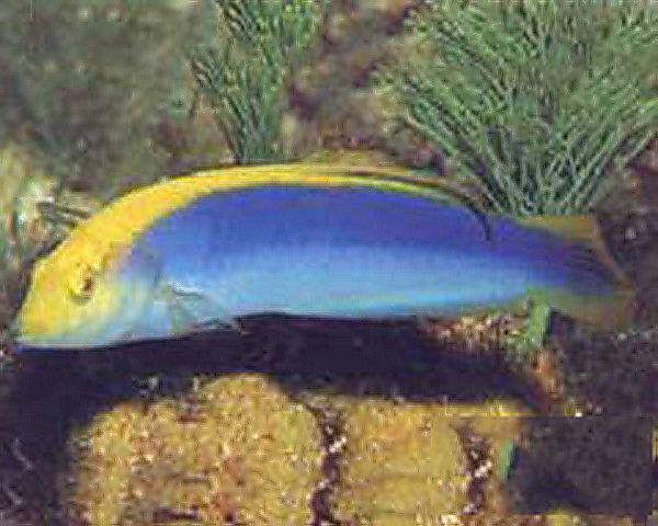 黃鰓龍魚 黃鰓龍魚