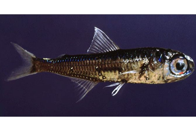 天藍眶燈魚 天藍眶燈魚
