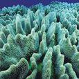 生物礦化 生物礦化
