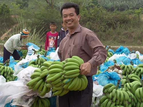 十月田鎮香蕉收穫