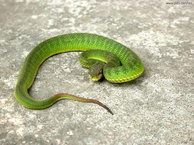 長尾細盲蛇